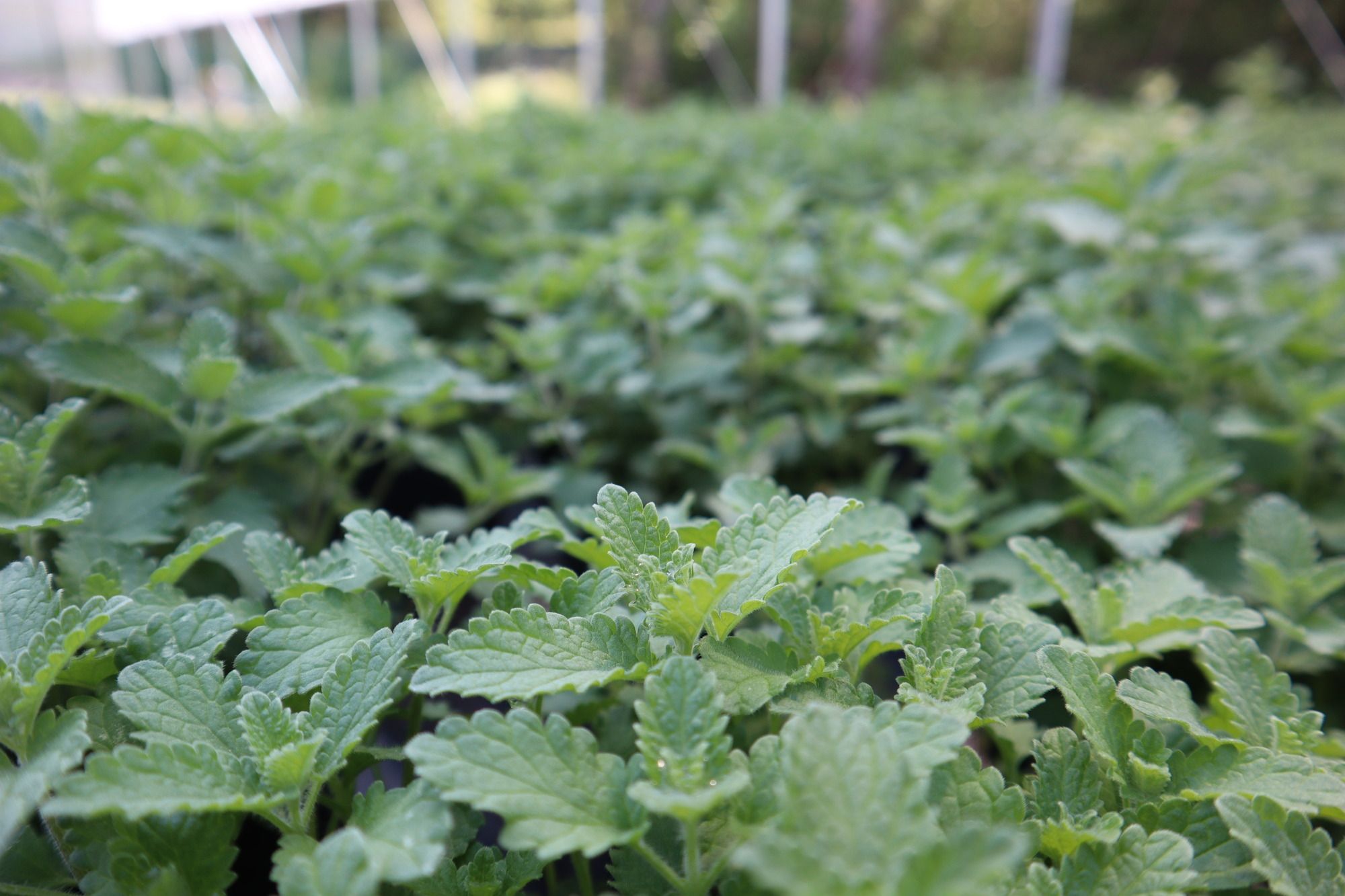 Haller's Nursery Quality Standard - Cat Mint