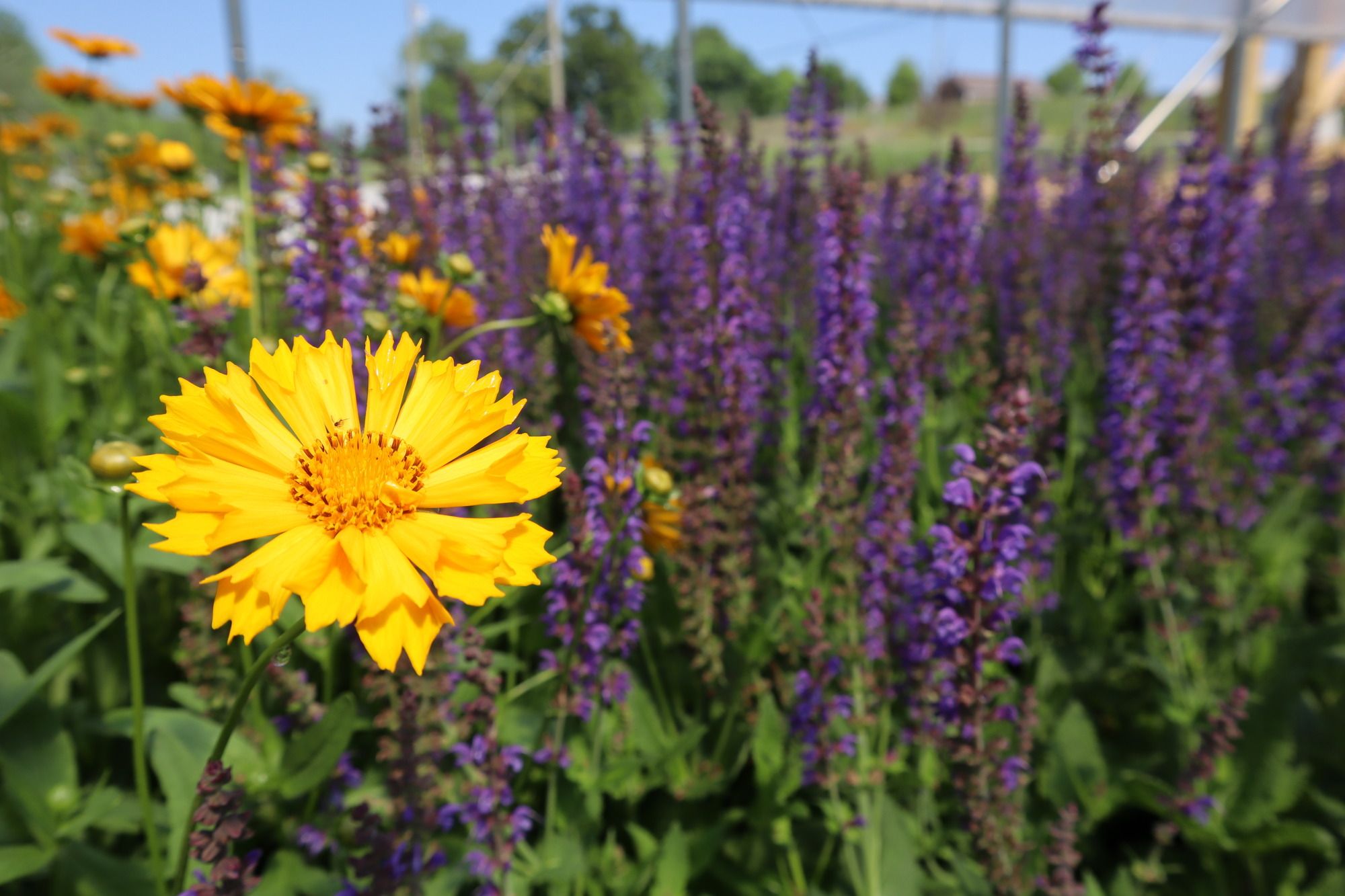 Haller's Nursery Quality Standard - Coreopsis