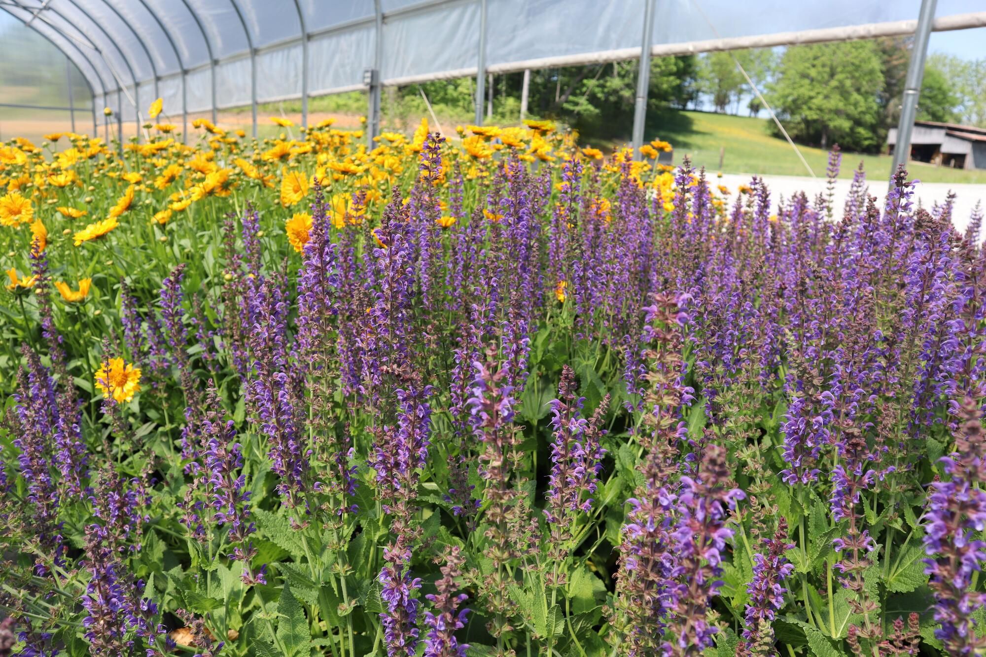 Haller's Nursery Quality Standard - Sage
